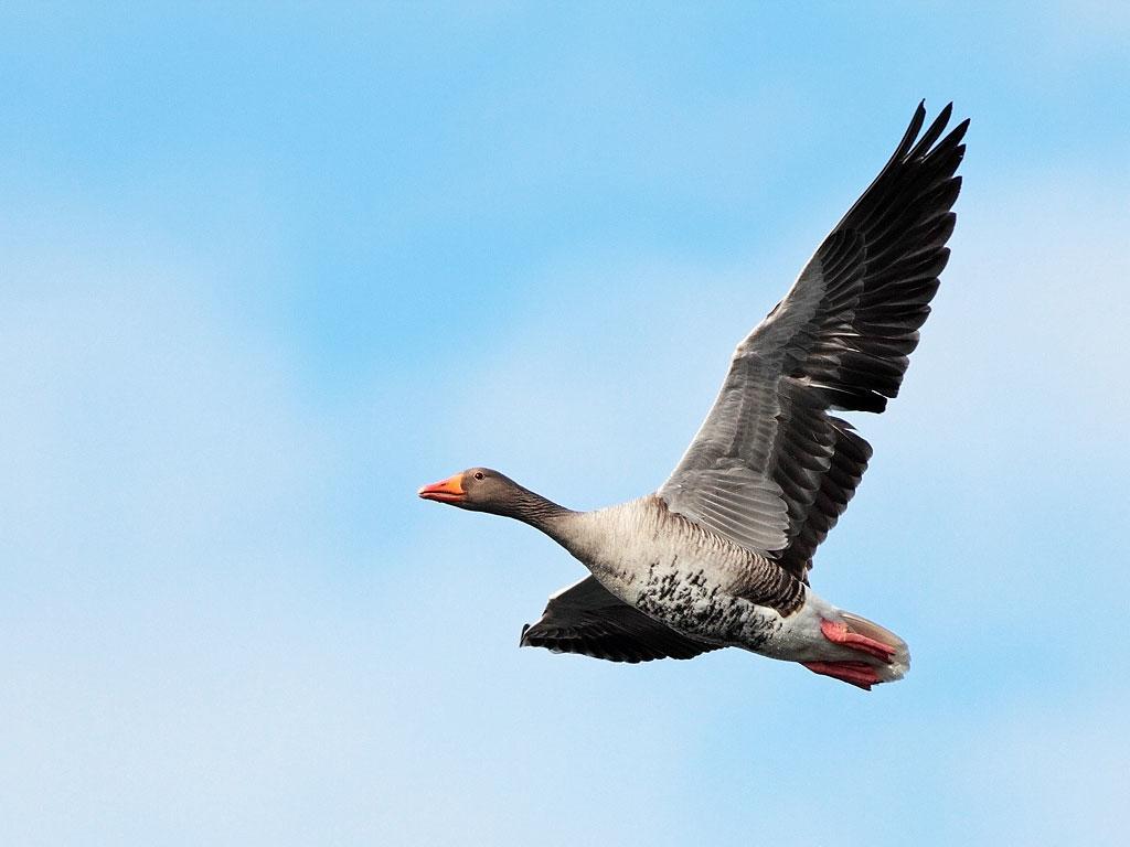 Svanshals Takern Vandrarhem المظهر الخارجي الصورة