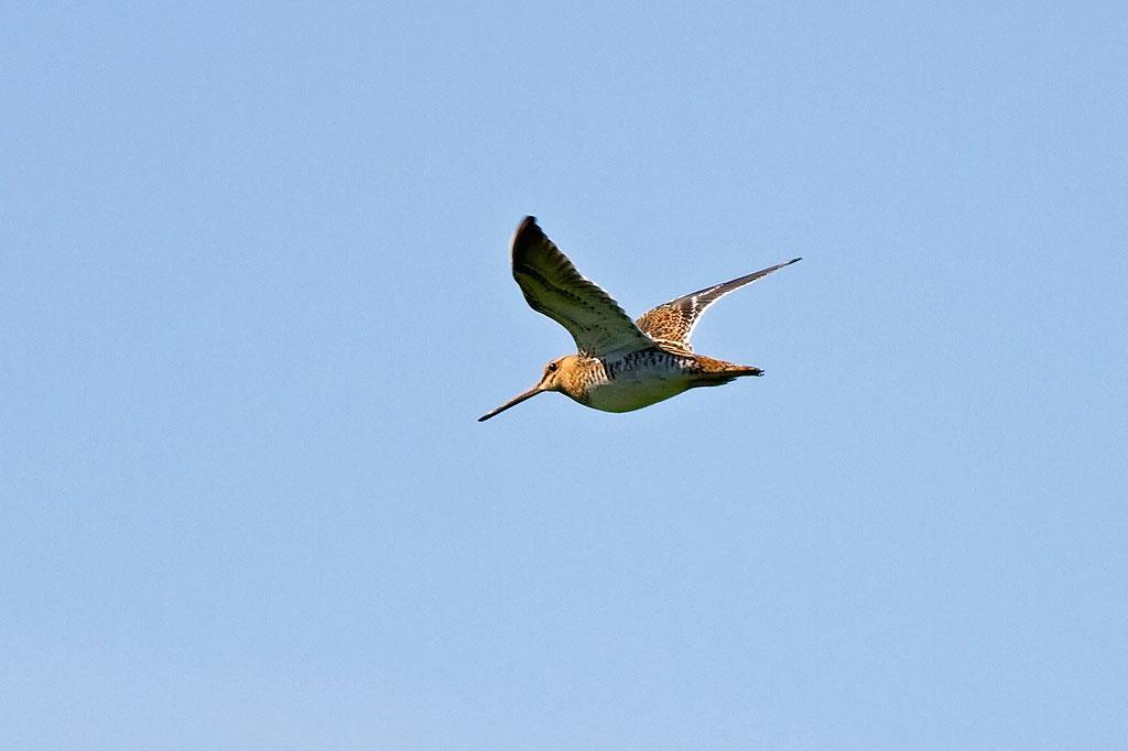 Svanshals Takern Vandrarhem المظهر الخارجي الصورة